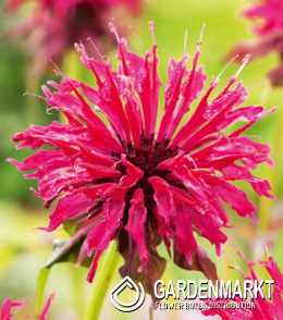 Monarda - Pysznogłówka Balmy Lilac 1 szt.