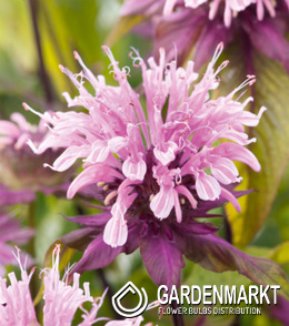 Monarda - Pysznogłówka Beauty Of Cobham 1 szt.