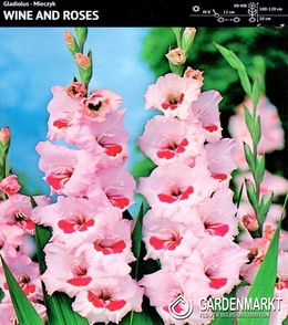 Gladiolus-Mieczyk Wielkokwiatowy Wine and Roses 5 szt.