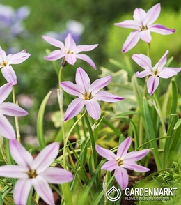 Ipheion Charlotte Bishop 10 szt.