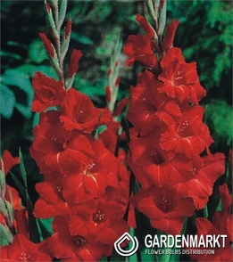 Gladiolus-Mieczyk Victor Borge 5 szt.