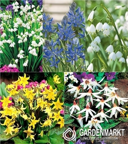 Zestaw Erythronium/Leucojum