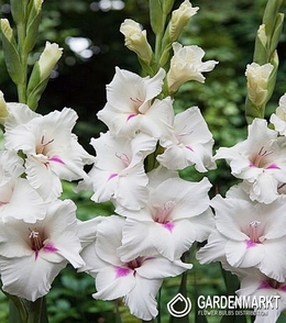 Gladiolus-Mieczyk Wielkokwiatowy Claudy 5 szt.