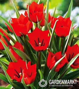 Tulipan Botaniczny Red Hunter 5 szt.