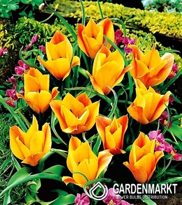 Tulipan Botaniczny Bronze Charm 5 szt.