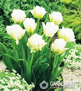 Tulipan Doniczkowy Global Desire 5 szt.