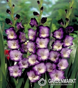 Gladiolus-Mieczyk King s Lynn 5 szt.