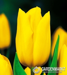 Tulipan na kwiat cięty Strong Gold 5 szt.