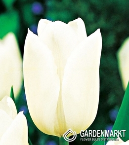 Tulipan na kwiat cięty White Dynasty 5 szt.