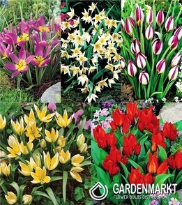 Zestaw Tulipan Botaniczny 1