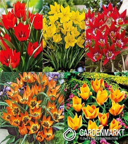 Zestaw Tulipan Botaniczny 3