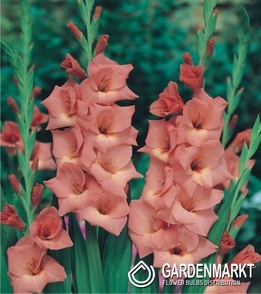 Gladiolus-Mieczyk Wielkokwiatowy Jessica 5 szt.