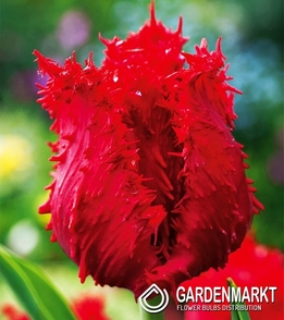 Tulipan Ekskluzywny Barbados 5 szt.