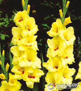 Gladiolus-Mieczyk Wielkokwiatowy Platini 5 szt.