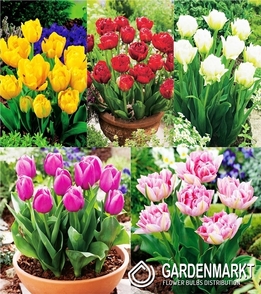 Zestaw Tulipan Doniczkowy