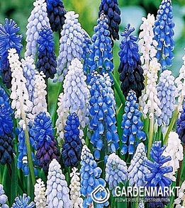 Szafirek mix 10 szt.
