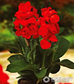 Canna-Kanna Happy Carmen 1 szt.