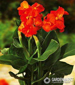 Canna-Kanna Happy Cleo 1 szt.