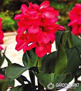 Canna-Kanna Happy Isabel 1 szt.