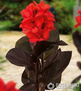 Canna-Kanna Happy Julia 1 szt.