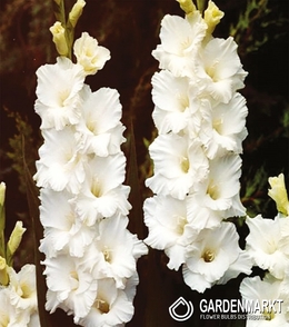 Gladiolus-Mieczyk Wielkokwiatowy Bangladesh 5 szt.