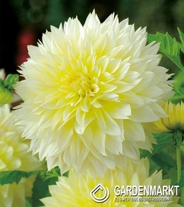 Dalia Strzępiasta Canary Fubuki 1 szt.