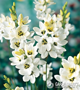 Ixia - Iksja Giant 10 szt.