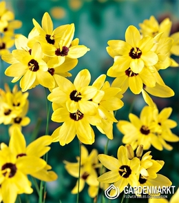 Ixia - Iksja Yellow Emperor 10 szt.
