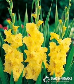 Gladiolus-Mieczyk Wielkokwiatowy Yellow Frans 5 szt.