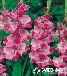 Gladiolus-Mieczyk Wielkokwiatowy Invitation 5 szt.