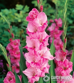 Gladiolus-Mieczyk Wielkokwiatowy Pink Parrot 5 szt.