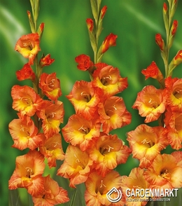 Gladiolus - Mieczyk Olympic Flame 5 szt.