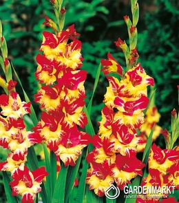 Gladiolus - Mieczyk Wielkokwiatowy Stereo 5 szt.