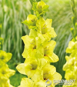 Gladiolus - Mieczyk Prima Verde 5 szt.