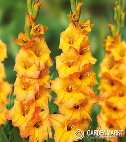 Gladiolus - Mieczyk Wielkokwiatowy Roussel 5 szt.
