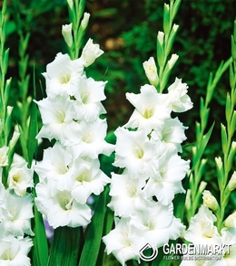 Gladiolus - Mieczyk Wielkokwiatowy Essential 5 szt.