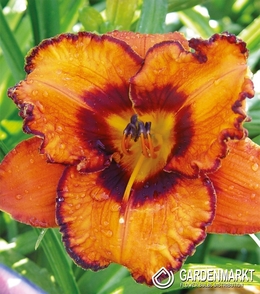 Hemerocallis - Liliowiec San Louis Halloween 1 szt.
