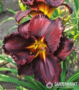 Hemerocallis - Liliowiec Black Stocking 1 szt.