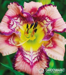 Hemerocallis - Liliowiec Get Jiggy 1 szt.
