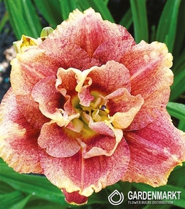 Hemerocallis - Liliowiec Happy Hooligan 1 szt.