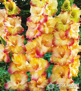 Gladiolus-Mieczyk Wielkokwiatowy Shooter 5 szt.