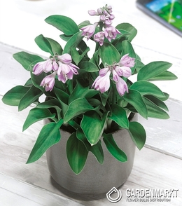 Hosta - Funkia Blue Mouse Ears 1 szt.