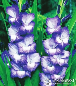 Gladiolus-Mieczyk Wielkokwiatowy Nori 5 szt.