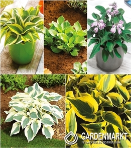 Zestaw Hosta-Funkia 5 I wybór
