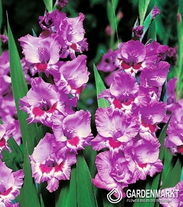 Gladiolus-Mieczyk Wielkokwiatowy Tango 5 szt.