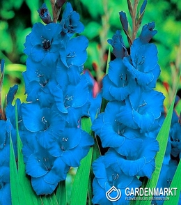 Gladiolus - Mieczyk Niebieski 10 szt.