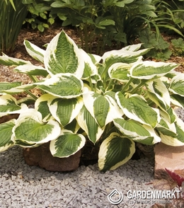 Hosta - Funkia Patriot 1 szt.