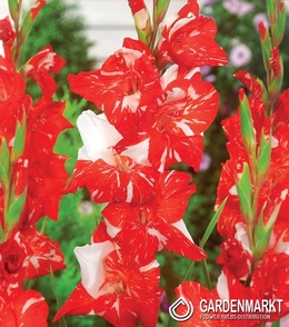 Gladiolus-Mieczyk Wielkokwiatowy Zizane 5 szt.