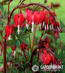 Dicentra VALENTINE - CZERWONA 1 szt.