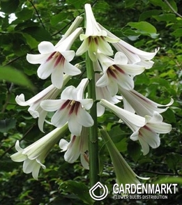 CARDIOCRINUM GIGANTEUM - LILIA HIMALAJSKA 1 SZT.